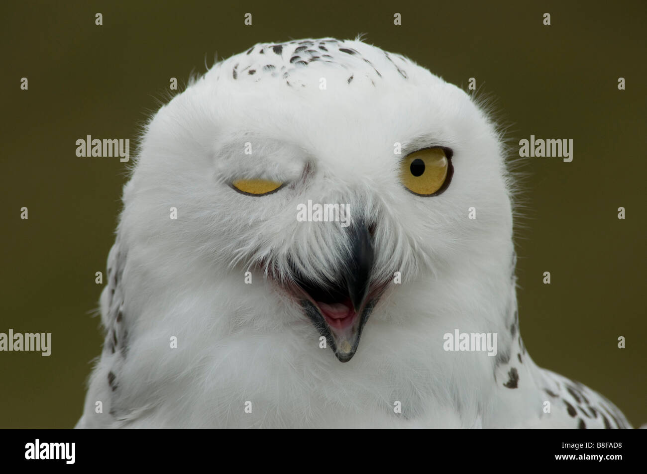 Snowy Owl(Nyctea scandiaca) blinking. Stock Photo