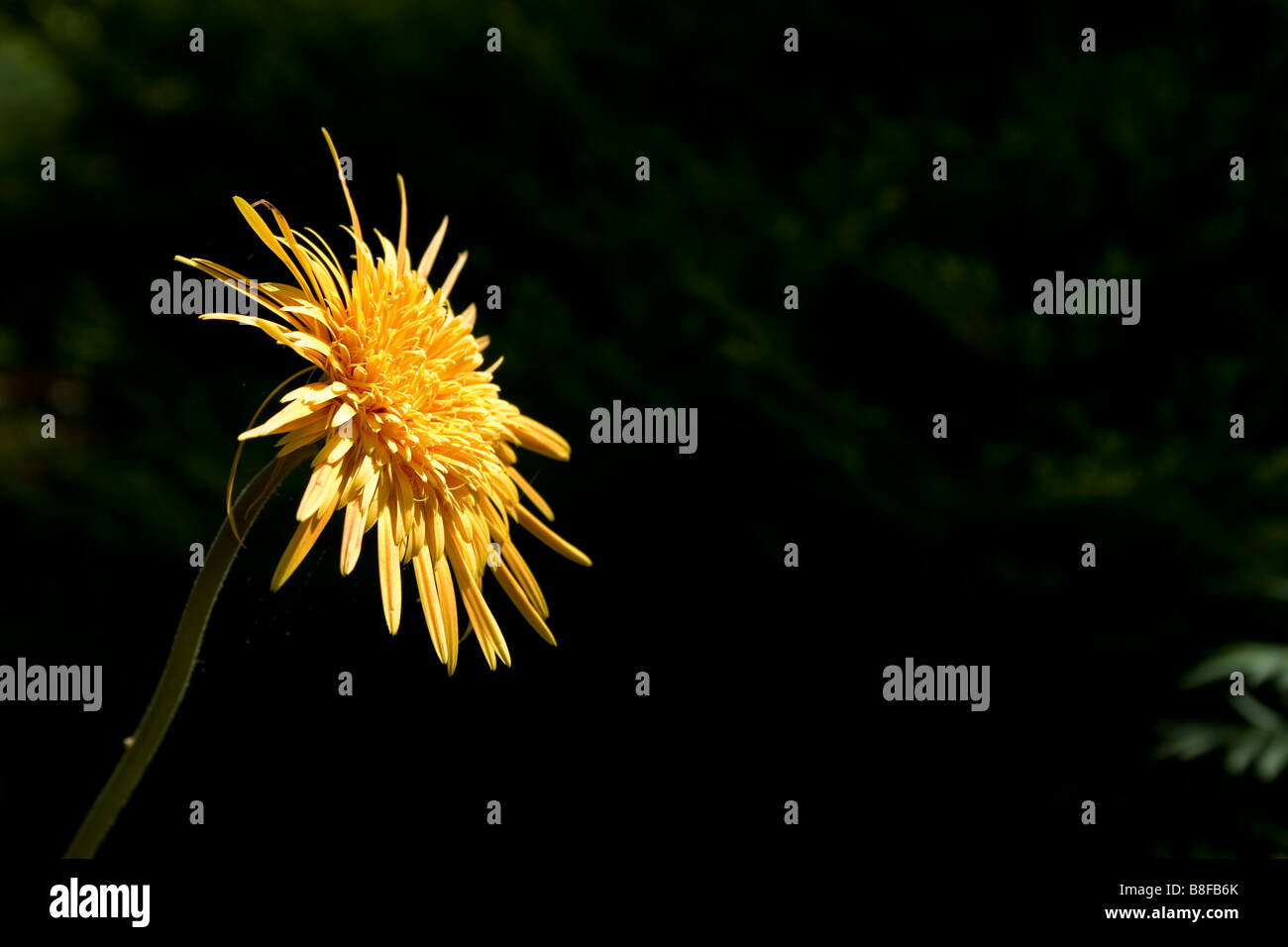 A single yellow flower Stock Photo - Alamy
