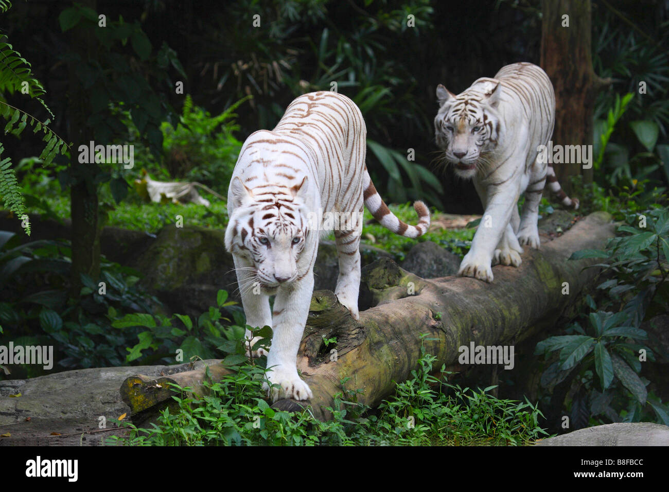 Bengal tiger (Panthera tigris tigris), two individuals walking over a tree trunk, white morph Stock Photo