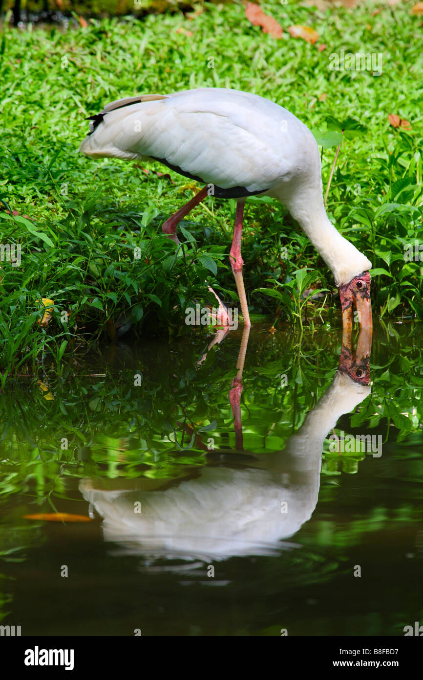 yellow-billed stork (Mycteria ibis), foraging in water Stock Photo