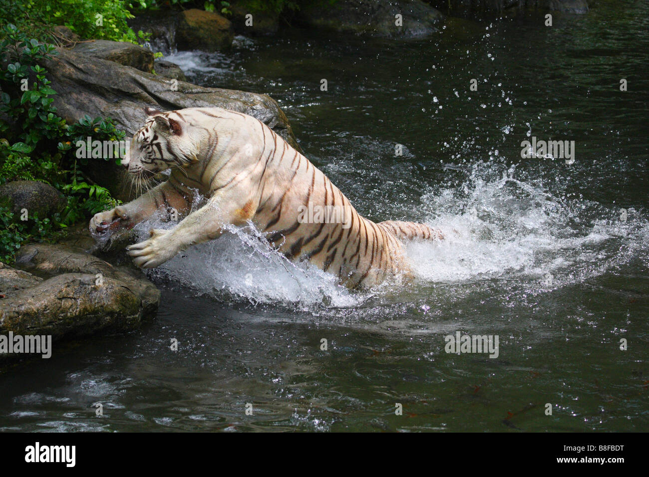 Bengal tiger (Panthera tigris tigris), jumping out of the water, white morph Stock Photo