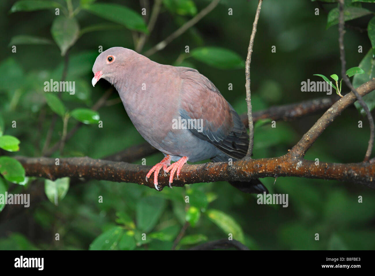 pinon imperial pigeon (Ducula pinon), sitting on a branch Stock Photo