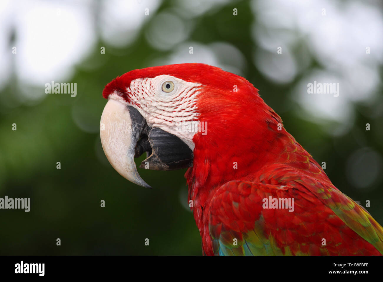scarlet macaw (Ara macao), portrait Stock Photo
