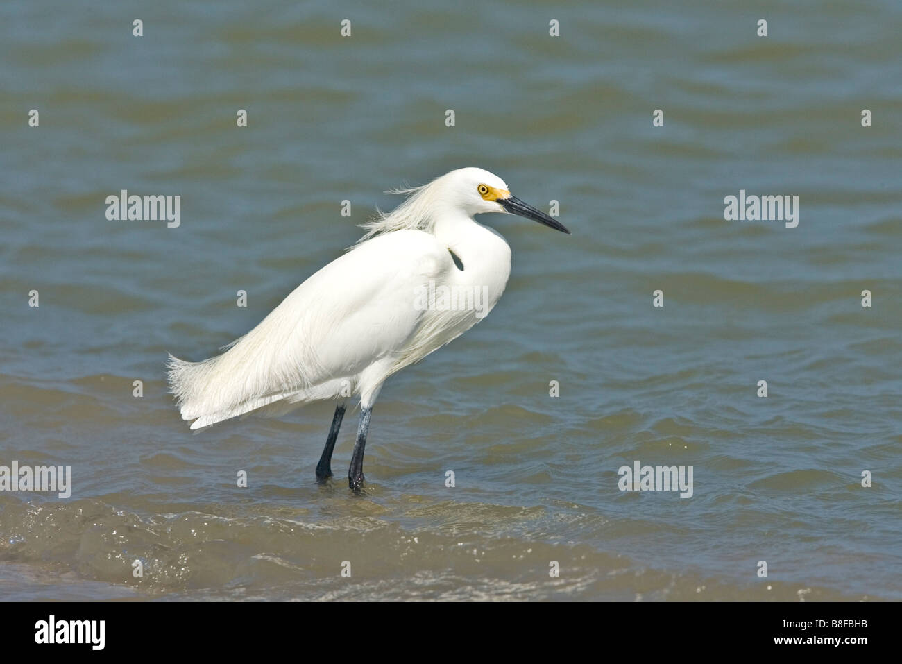 Snowy Egret Stock Photo