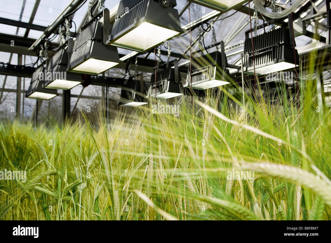 Genetically modified crop in a greenhouse Stock Photo