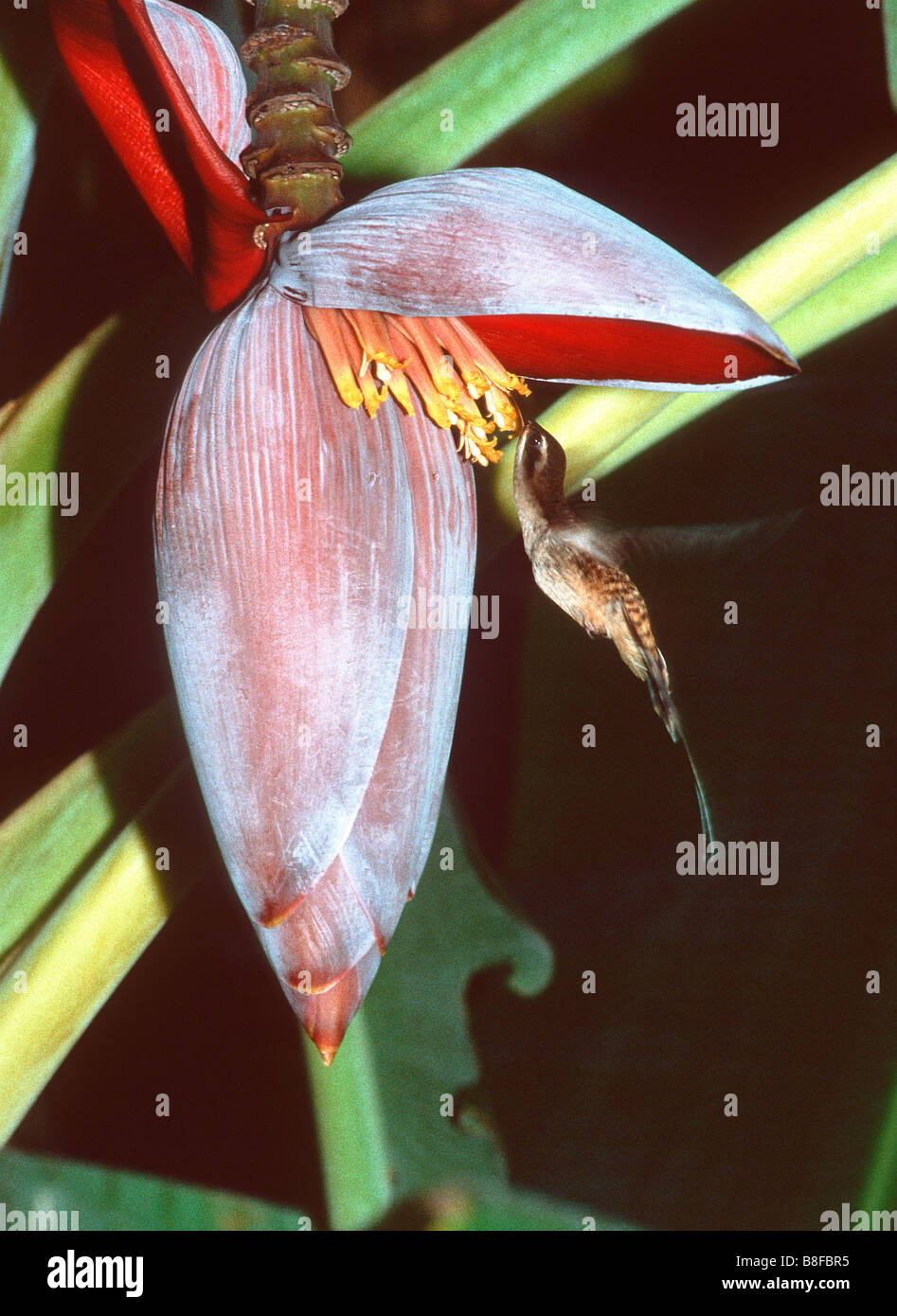 humming bird in a banana flower Stock Photo