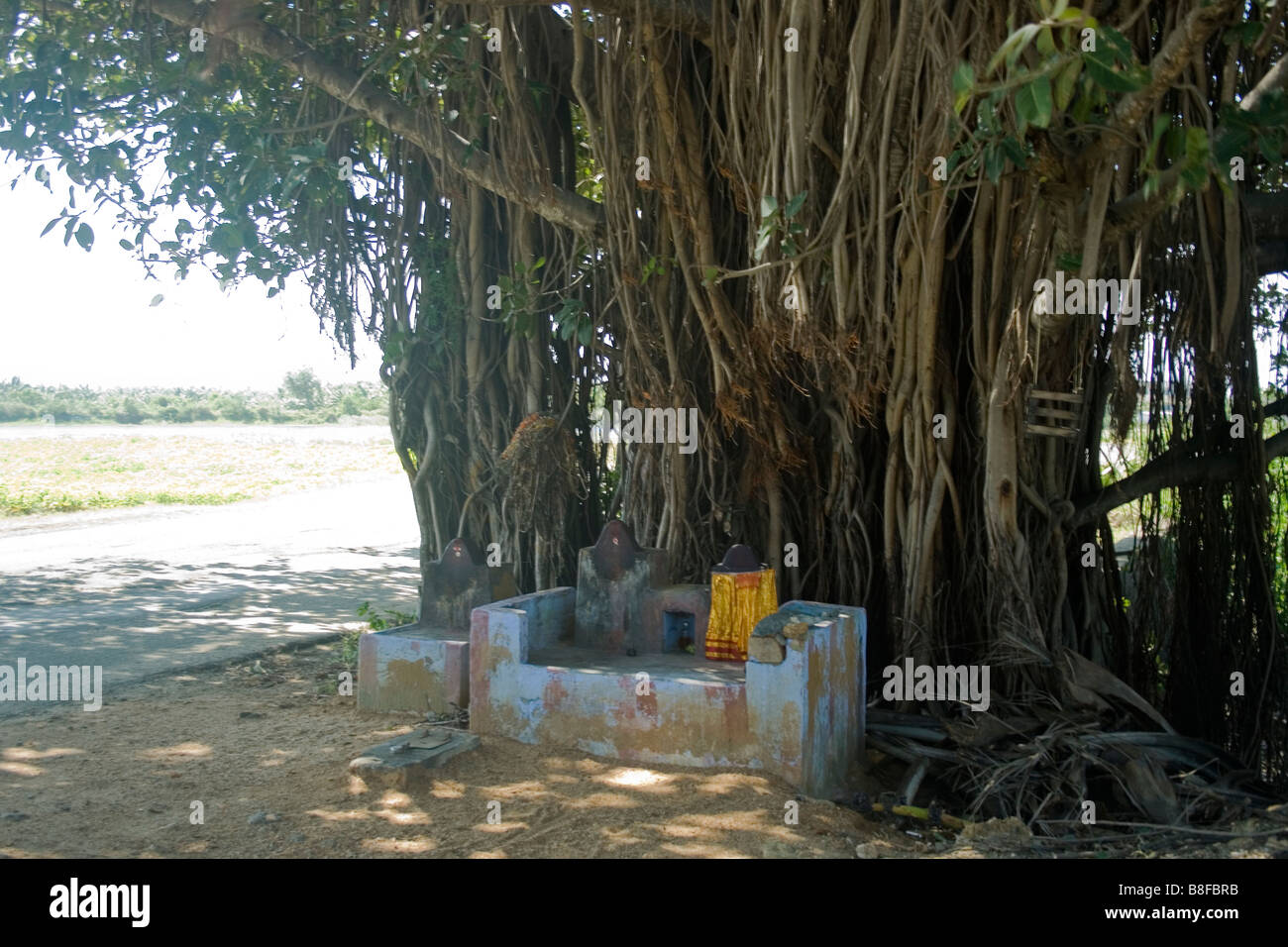 A naga kavu on the road side, below a huge banyan tree Stock Photo