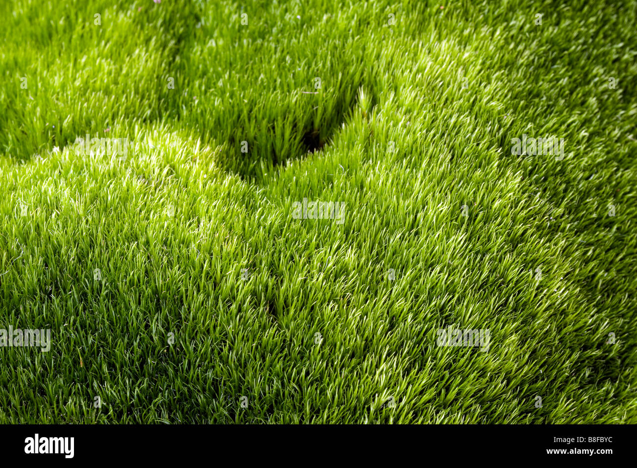 Thick green moss filaments Stock Photo