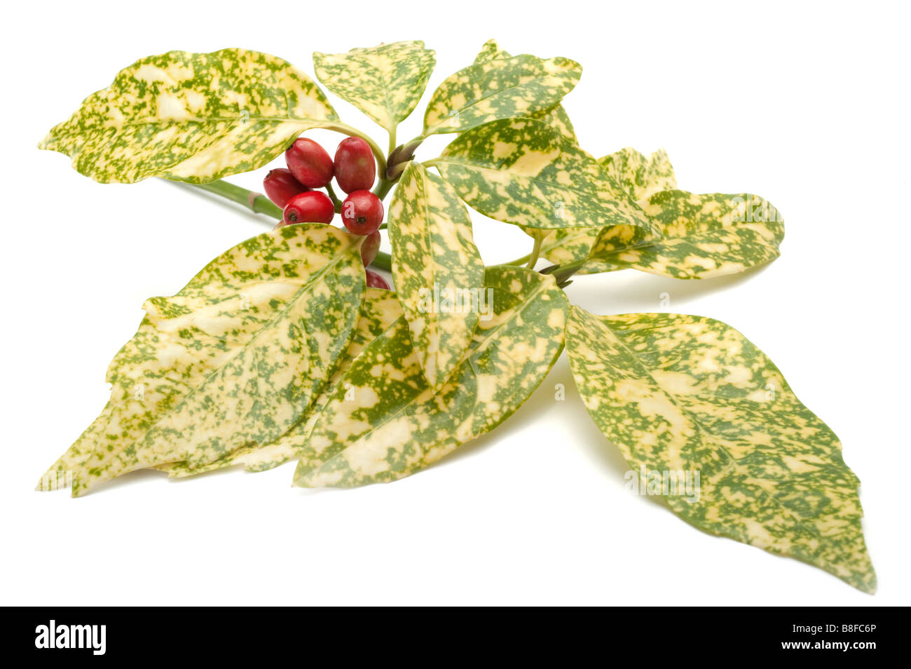 Aucuba japonica shrub Cut Out Stock Images & Pictures - Alamy