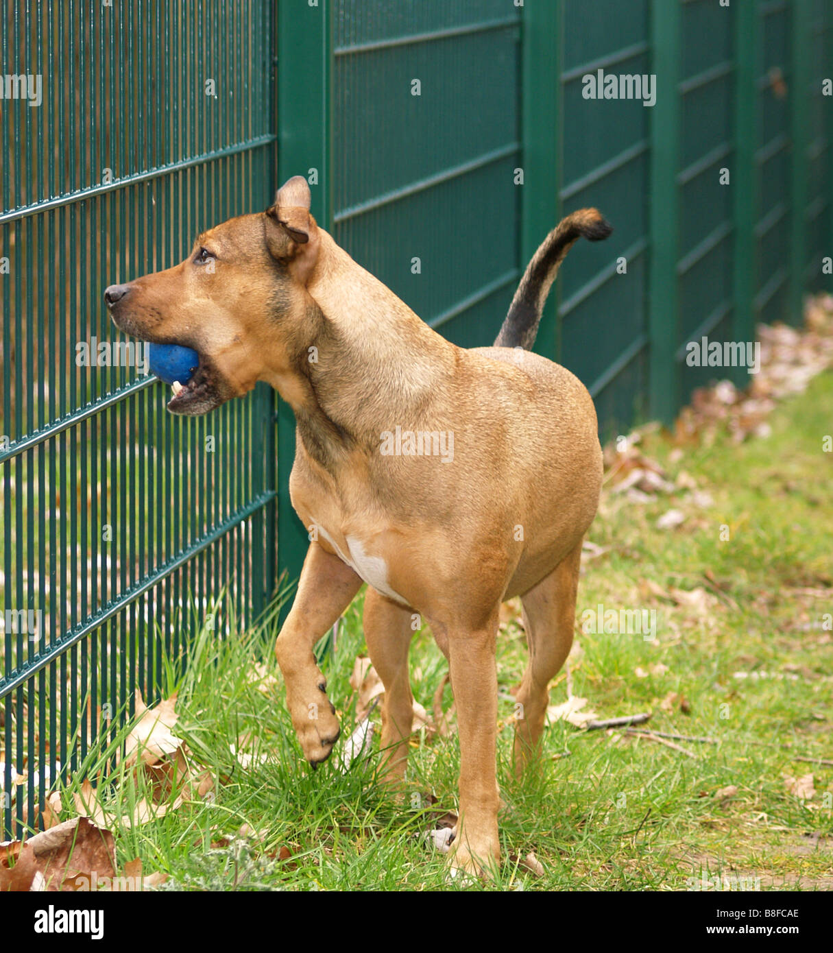 dog chewing through fence