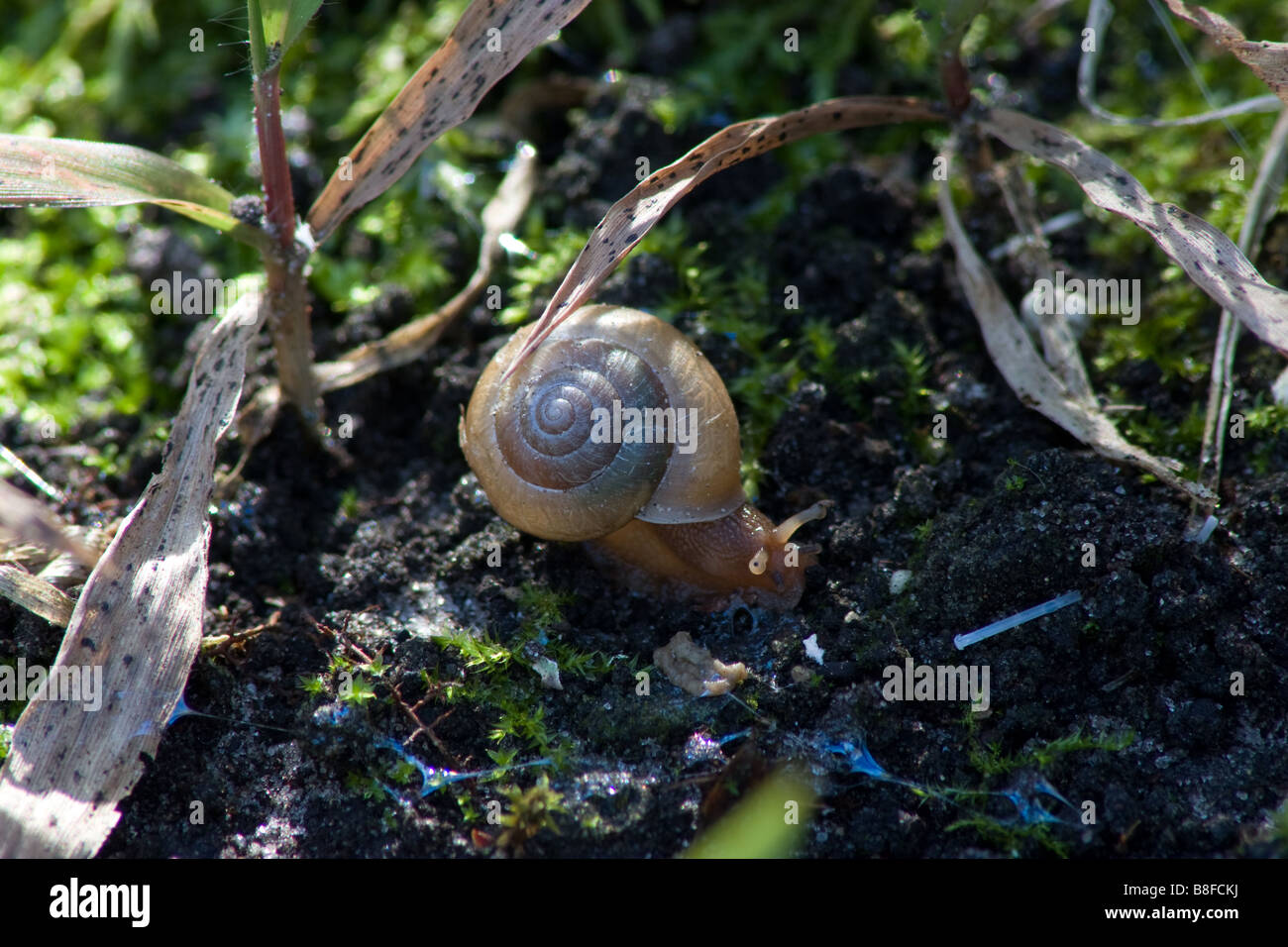 snail in garden Stock Photo Alamy