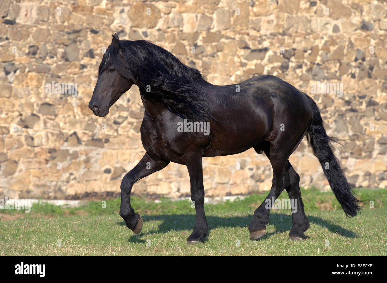 Friesian Horse (Equus ferus caballus), stallion walking Stock Photo