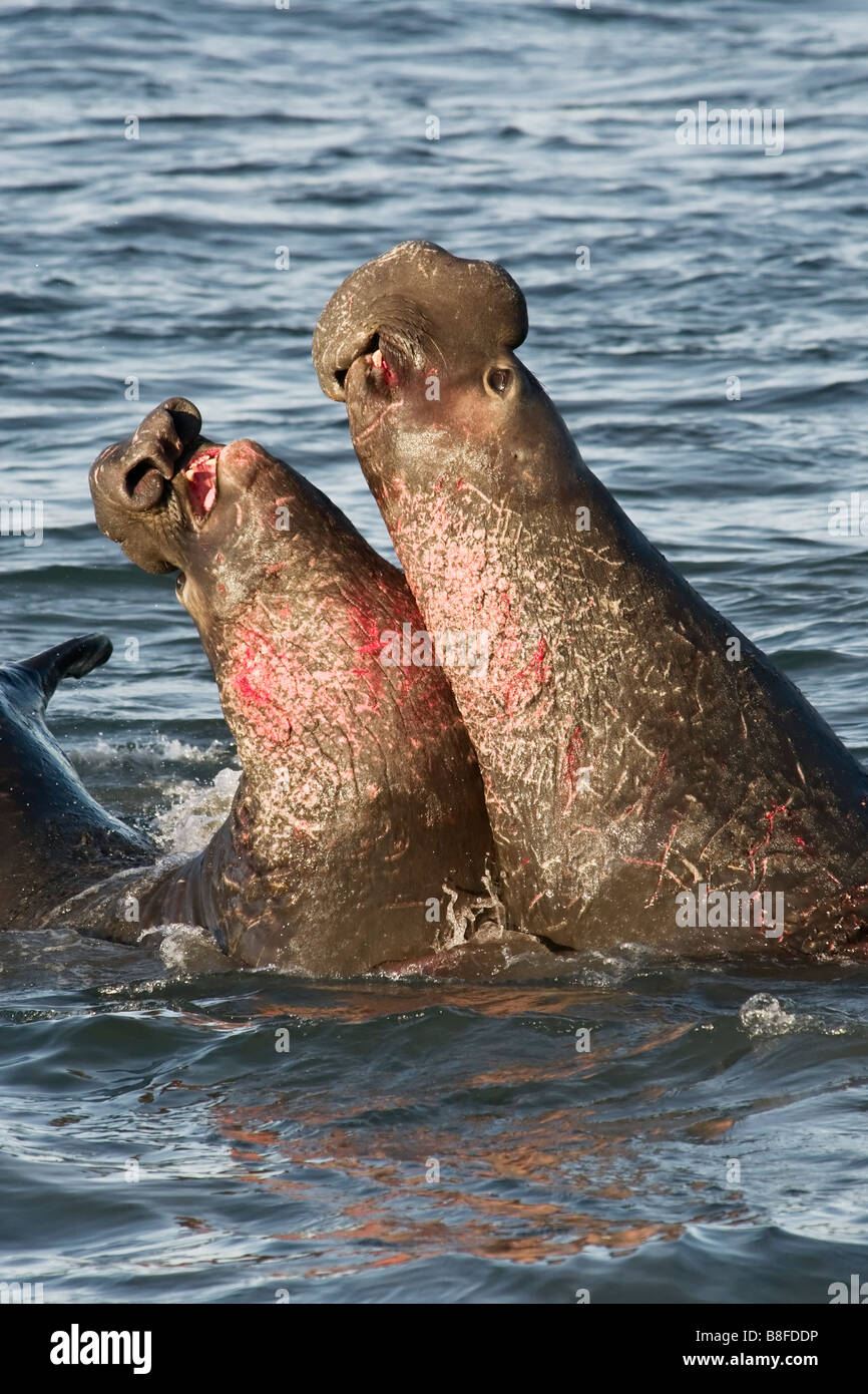 Beach aggressive fight fighting hi-res stock photography and images - Alamy