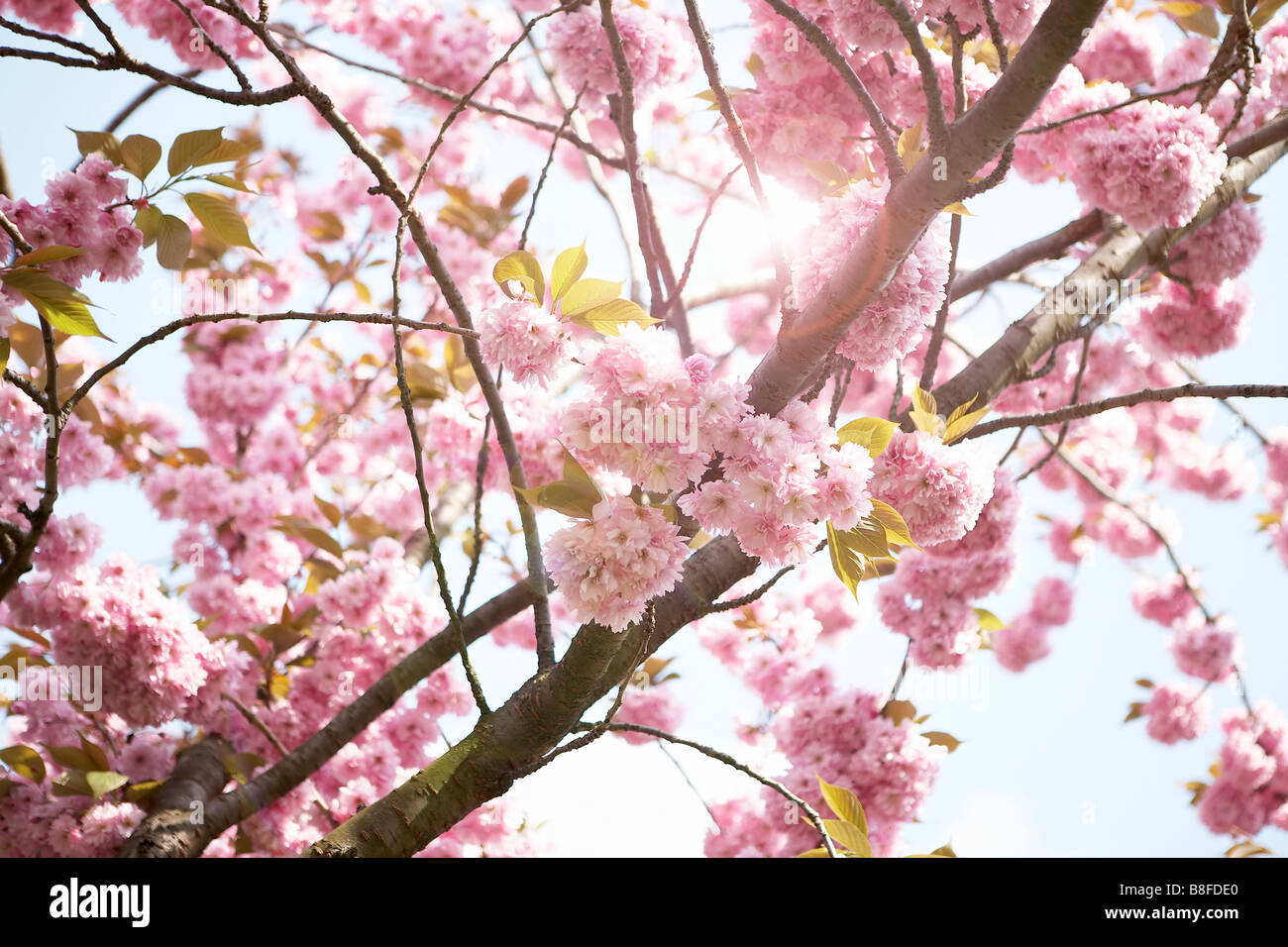 Blooming branches Stock Photo