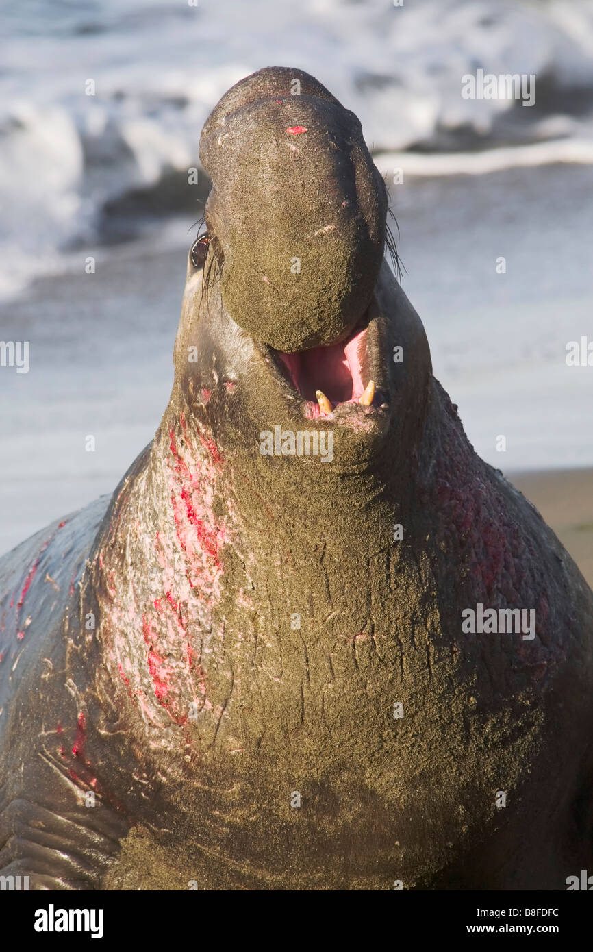 Alpha elephant hi-res stock photography and images - Alamy