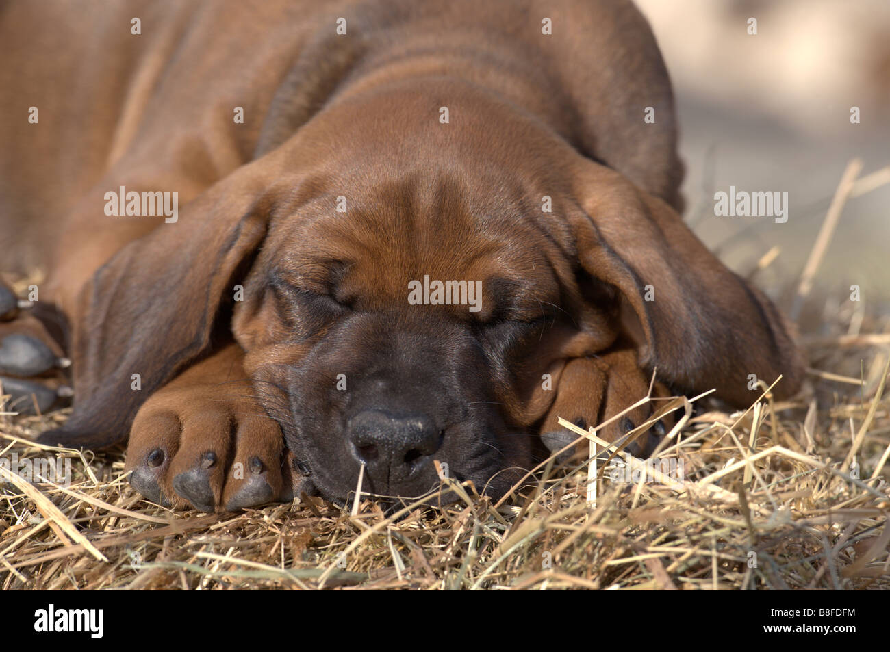 Rhodesian Ridgeback (Canis lupus familiaris), puppy sleeping Stock Photo