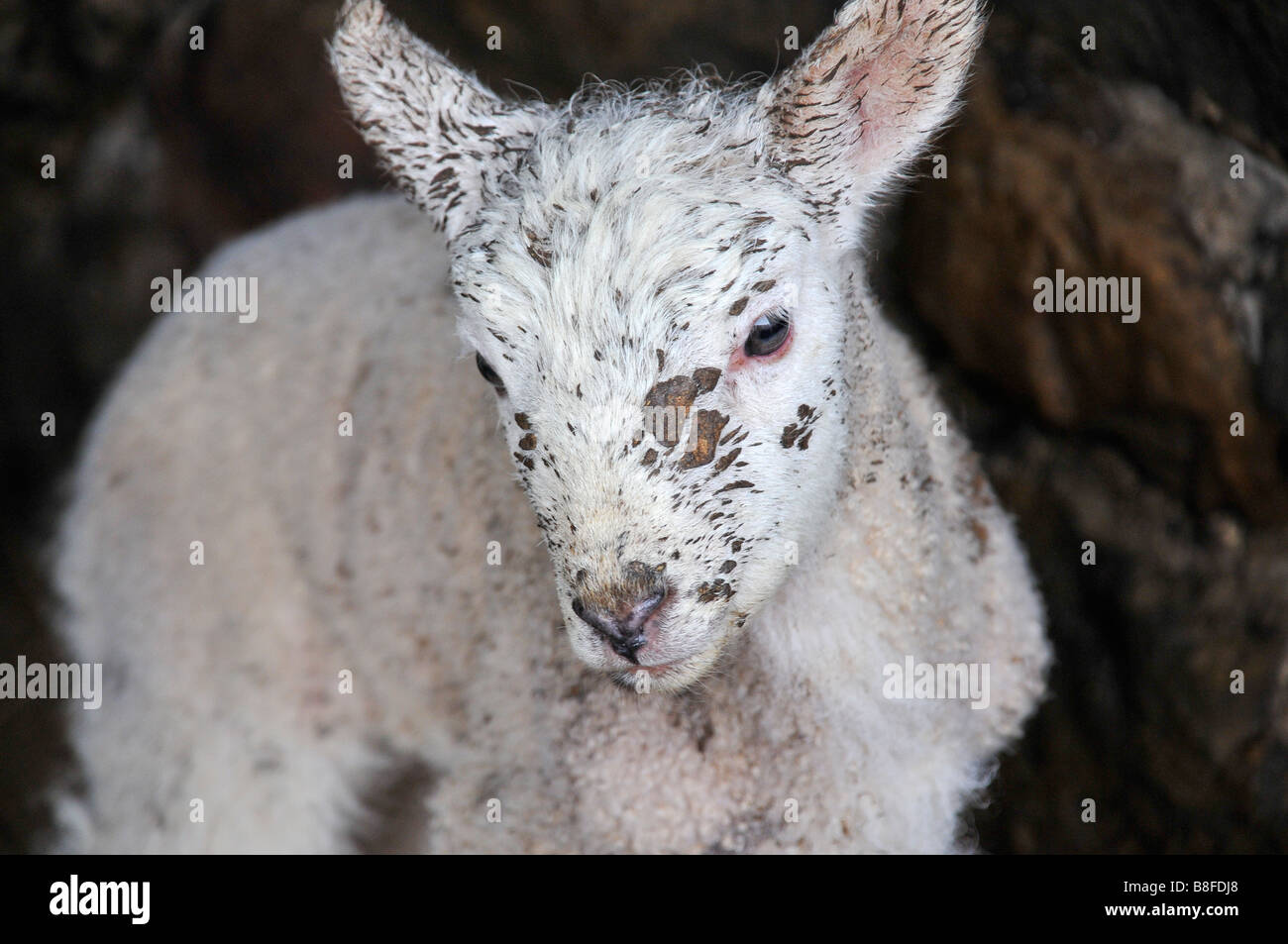 Tiny lamb covered in mud Stock Photo - Alamy