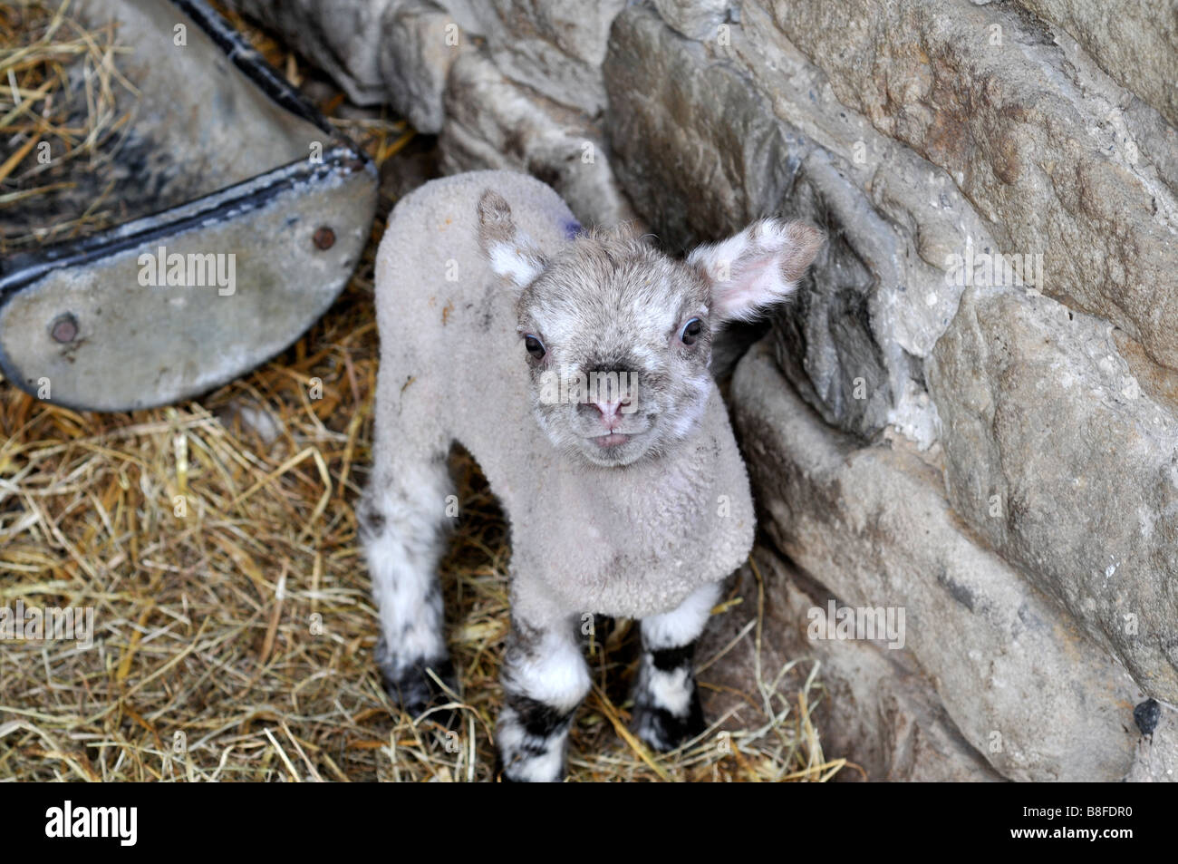 A couple of days old tiny lamb with adorable face Stock Photo - Alamy