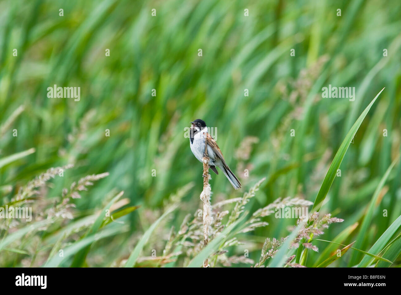 MALE REED BUNTING IN REEDS Stock Photo - Alamy