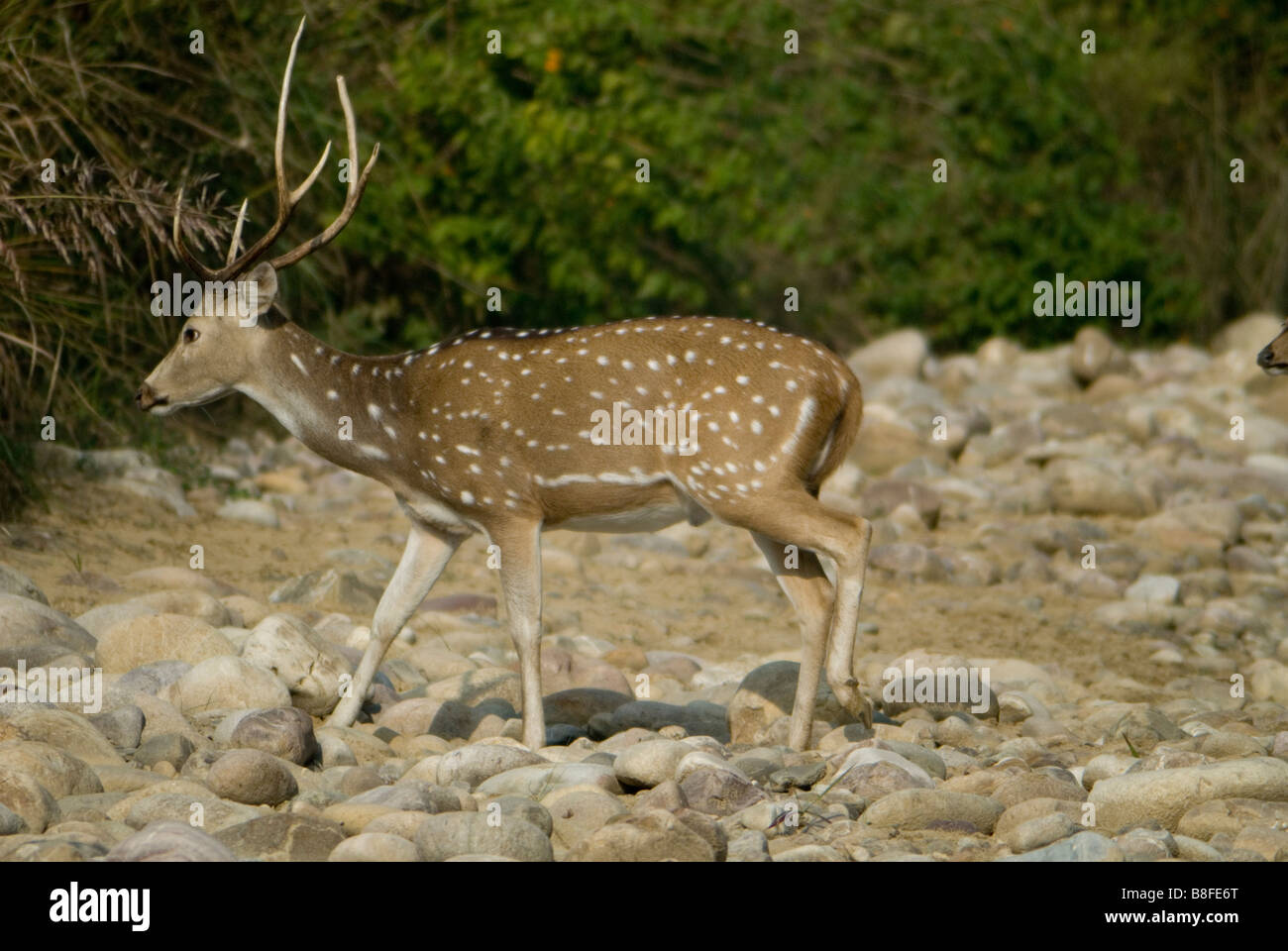 Spotted chittal hi-res stock photography and images - Alamy