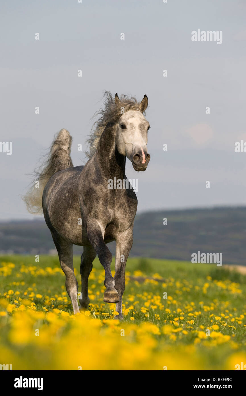 AngloArabian Horse (Equus ferus caballus), stallion in gallop over a