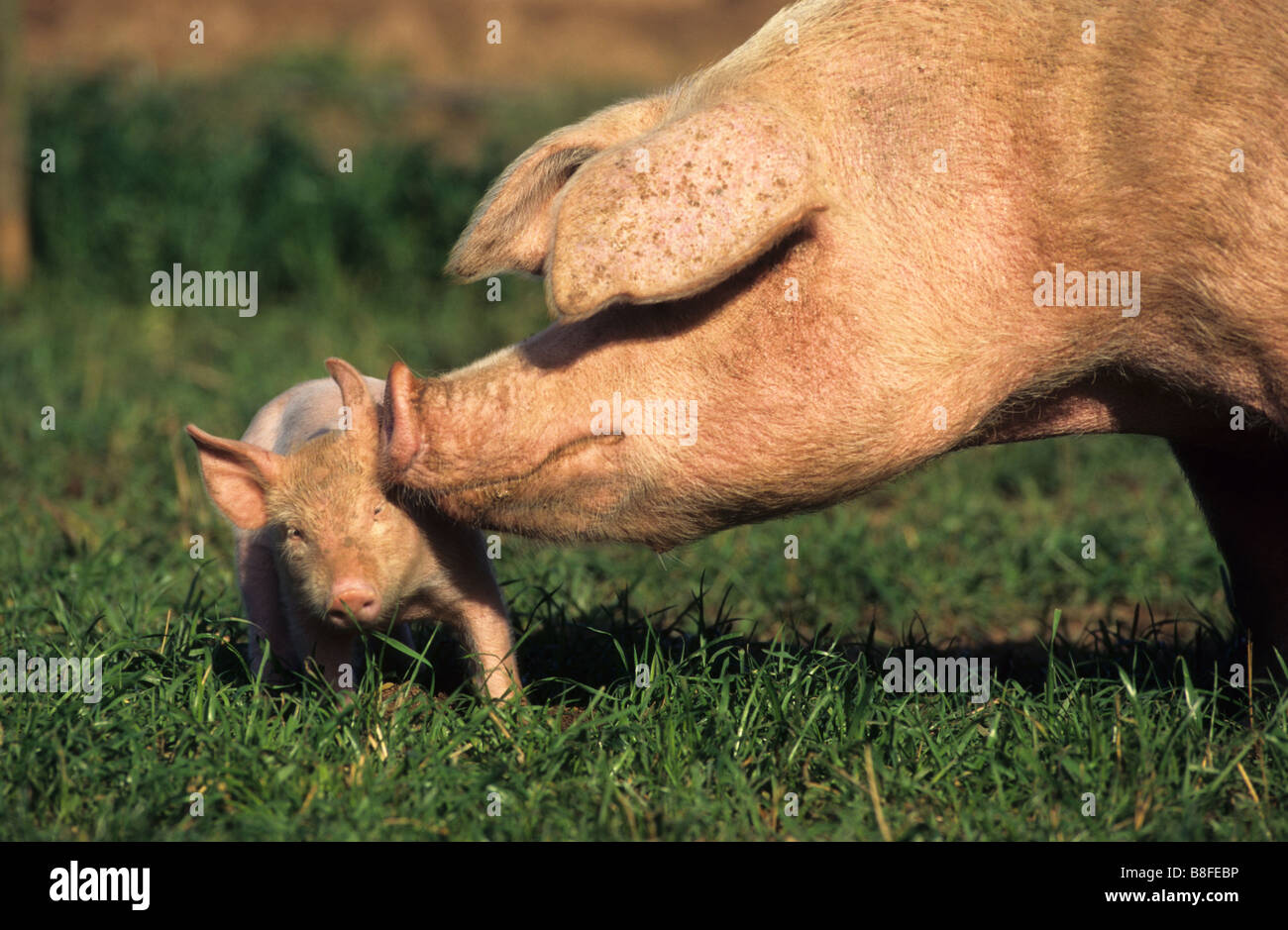 Domestic Pig (Sus scrofa domesticus), sow sniffing piglets ear Stock Photo