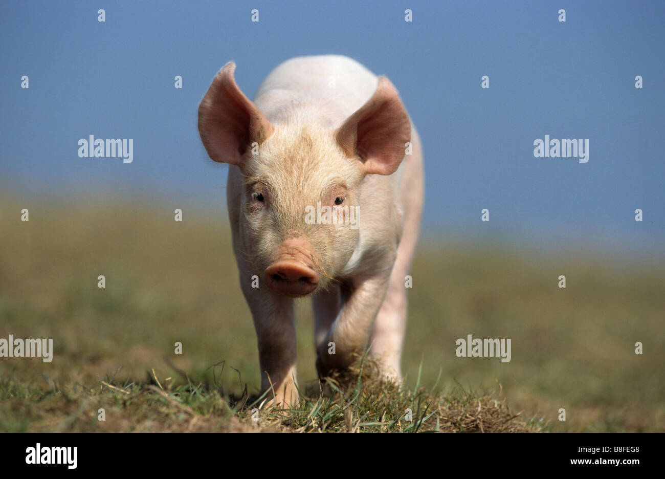 Domestic Pig (Sus scrofa domestica). Piglet walking towards the camera Stock Photo