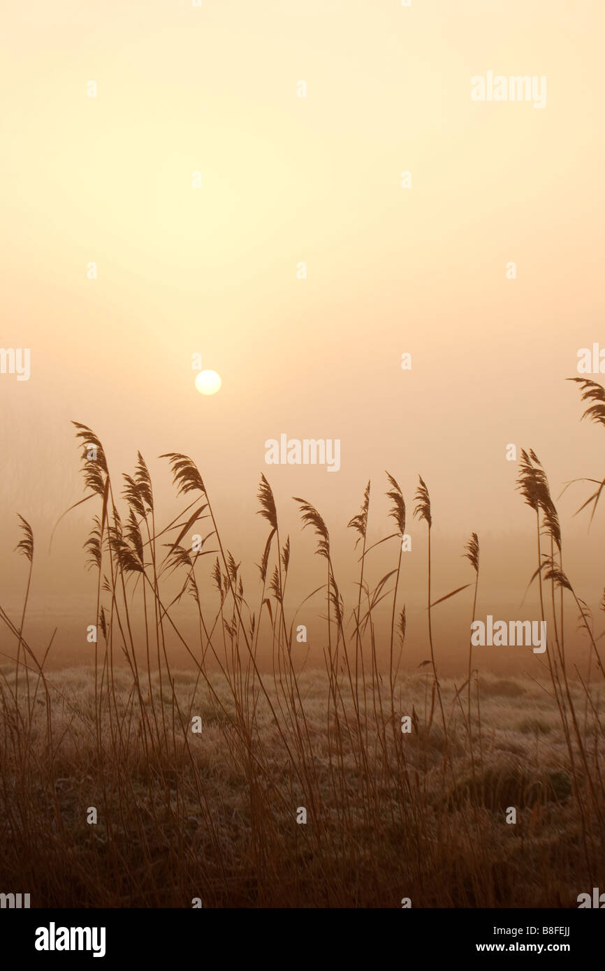 A misty sunrise over reeds on the Norfolk & Suffolk Broads Stock Photo