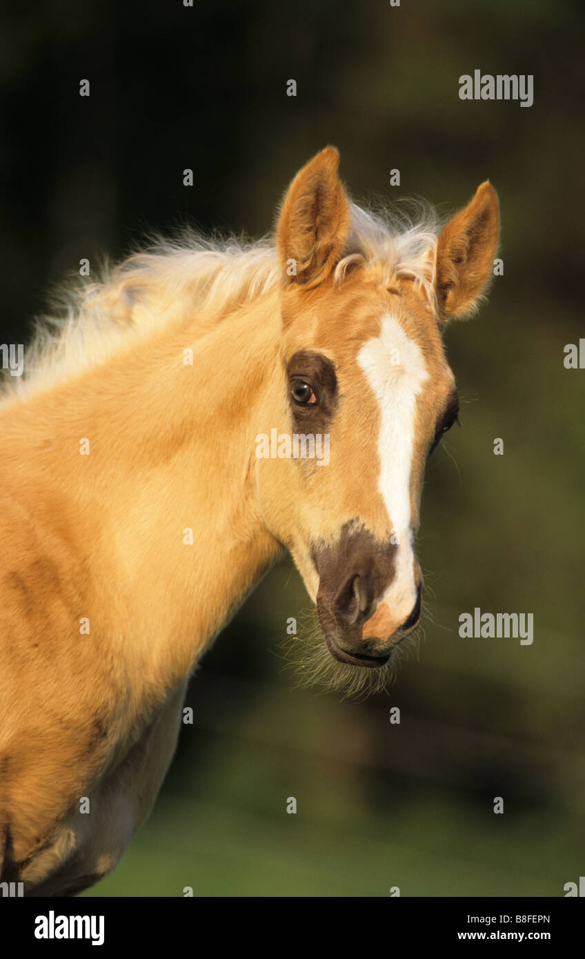 Quarter Horse (Equus ferus caballus), foal, portrait Stock Photo