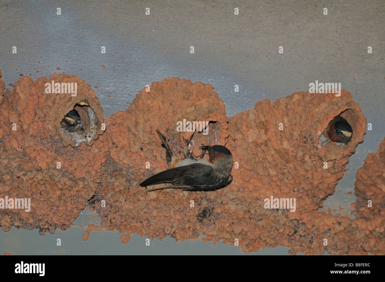 A parent Cave Swallow, Petrochelidon fulva, feeds young in the nest attached to the underside of a bridge in Oklahoma, USA. Stock Photo