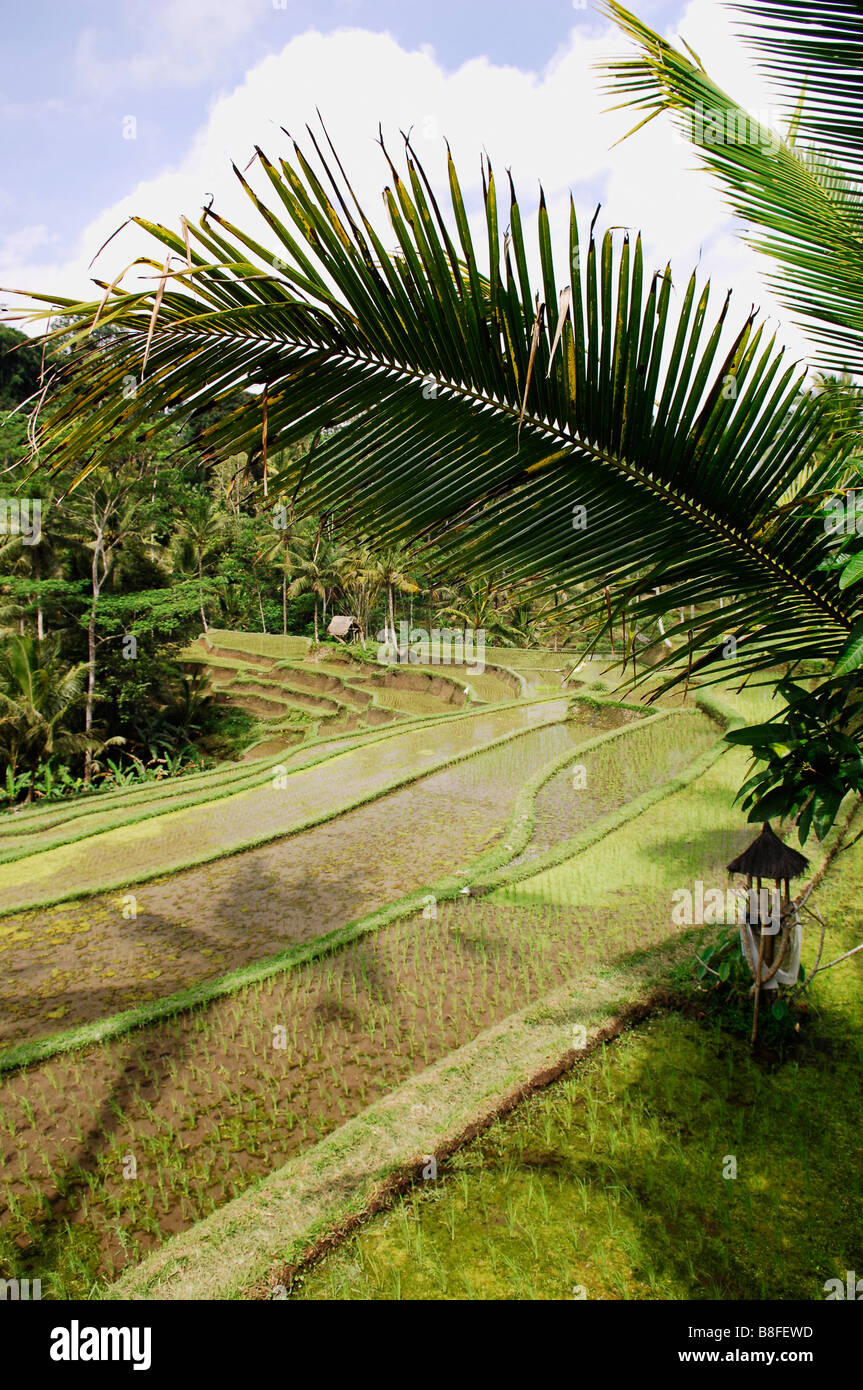 Rice terrace in Bali.Indonesia Stock Photo - Alamy