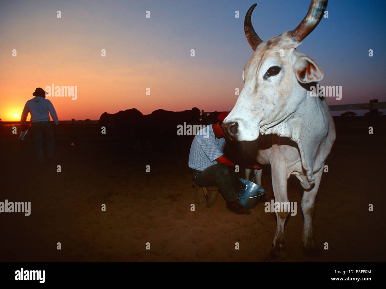 cow boys are working around their zebù at bonito, mato grosso do sul, brazil Stock Photo