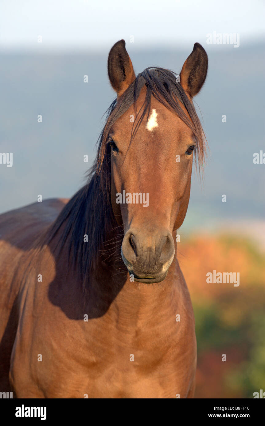 Quarter Horse (Equus ferus caballus), portrait of young stallion Stock Photo