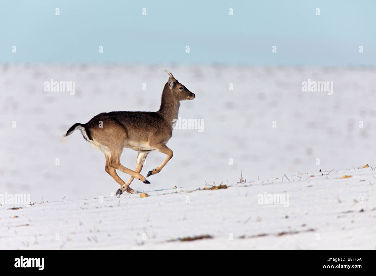 Fallow deer Dama dama Running in snow covered field Stock Photo