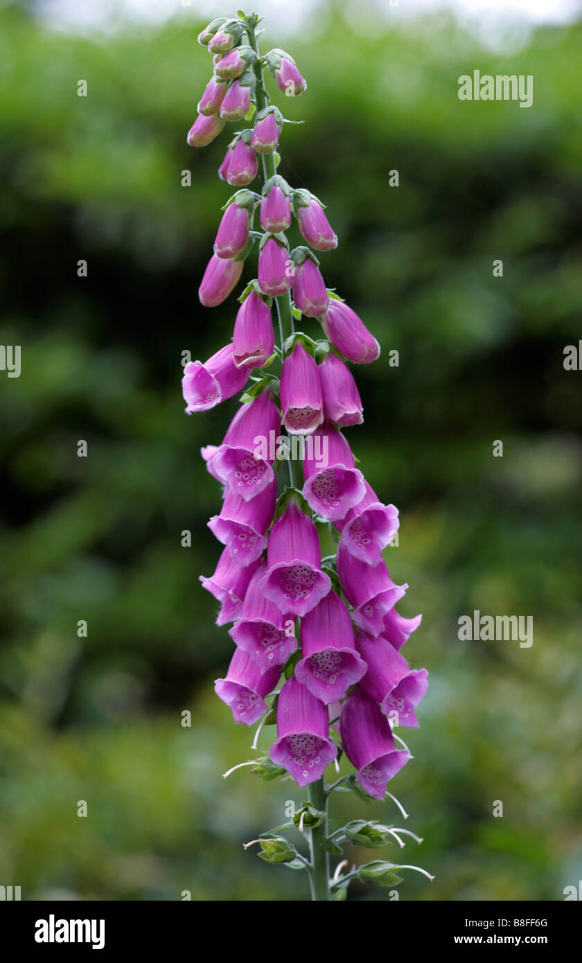Foxglove, Digitalis purpurea, growing wild in Summer at Devon, UK ...