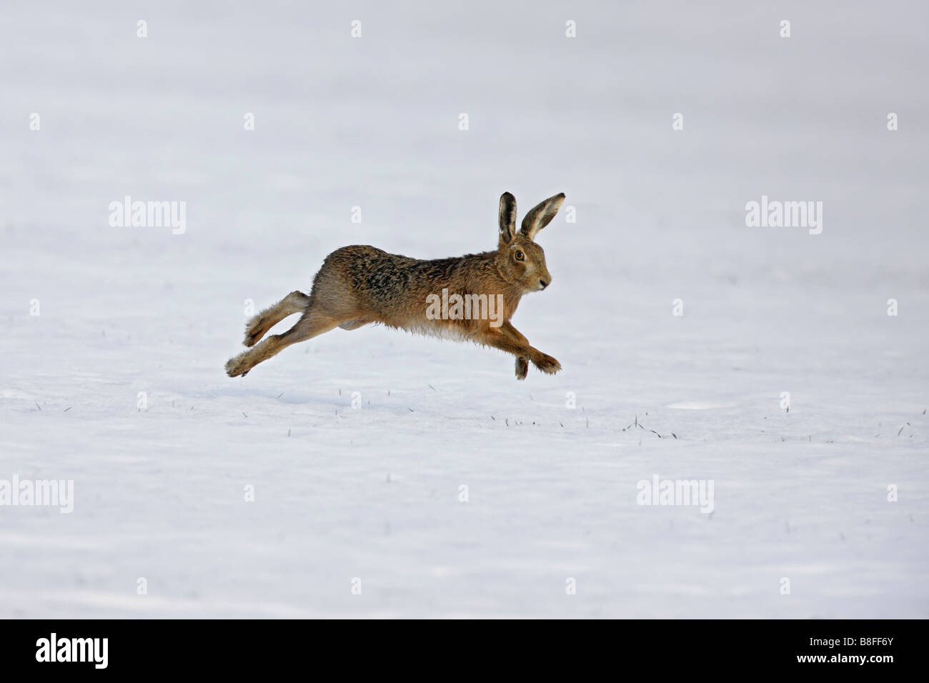 Brown Hare Lepus europaeus running in snow Stock Photo