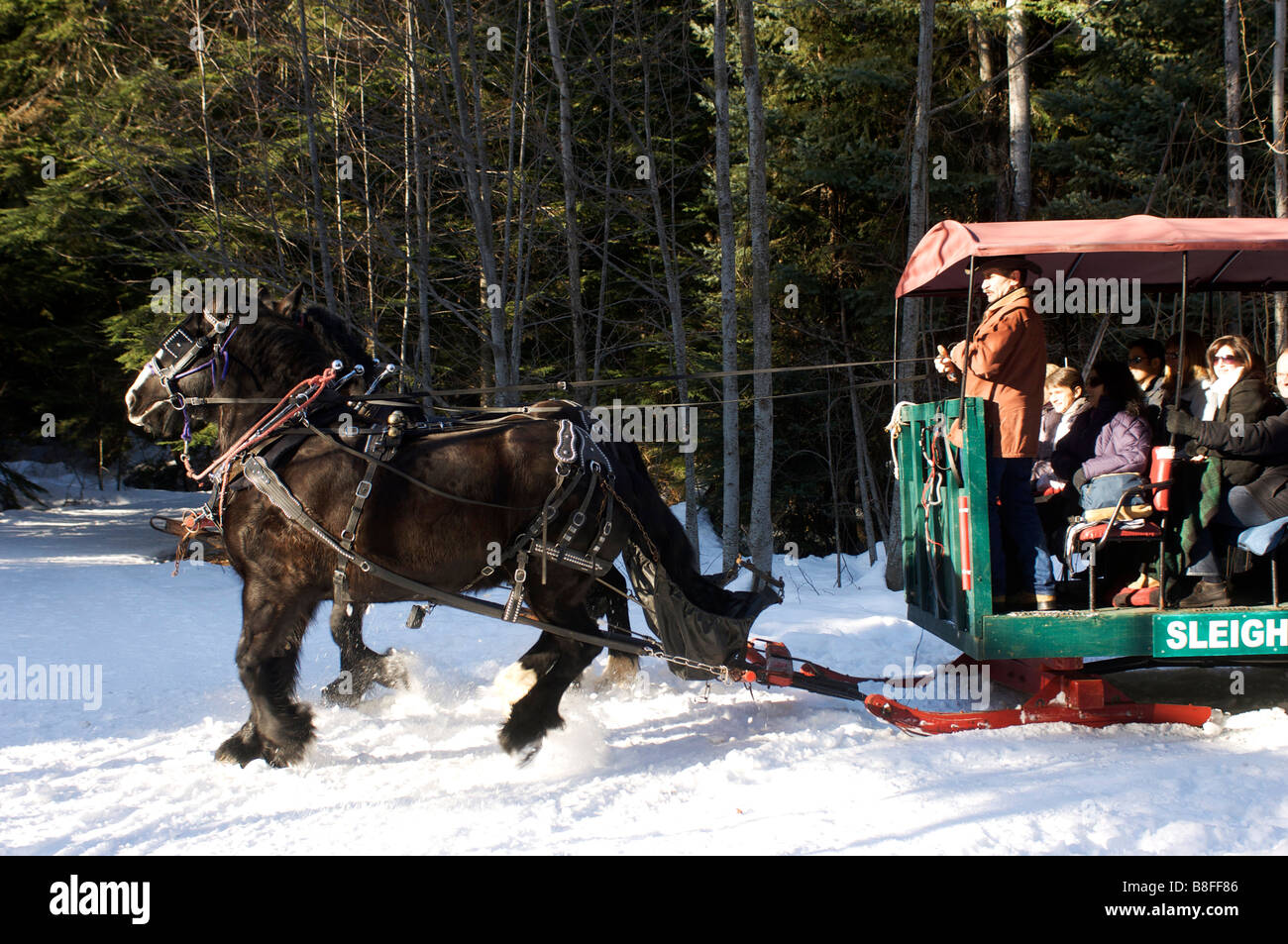 Horse drawn sleigh ride tour around Green Lake Whistler BC Canada Stock