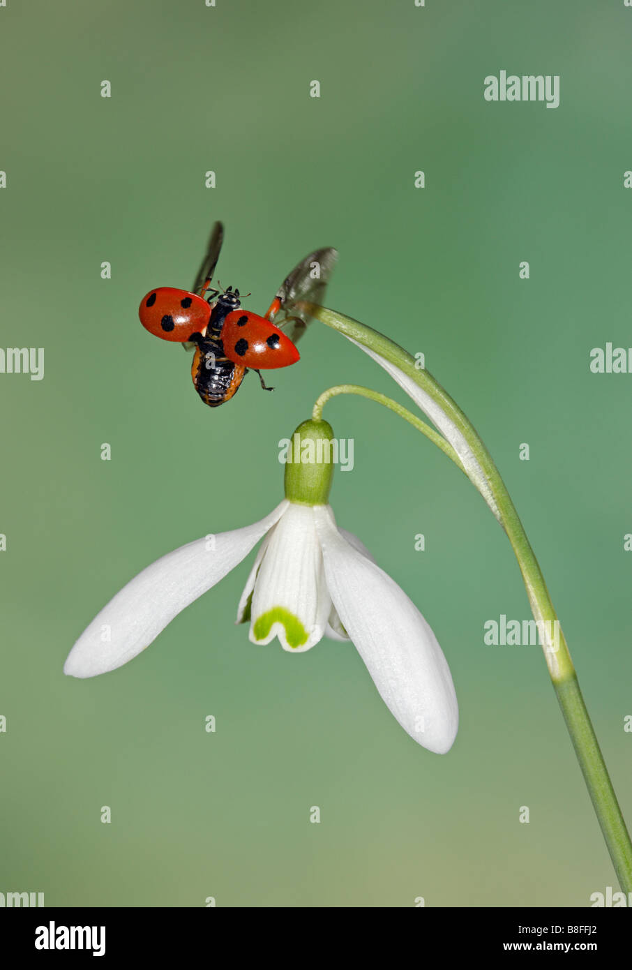 7-spot Ladybird - Coccinella 7-punctata on Common snowdrop  Galanthus nivalis Stock Photo