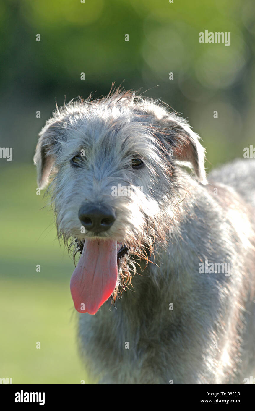 Irish Wolfhound (Canis lupus familiaris), pup, portrait Stock Photo