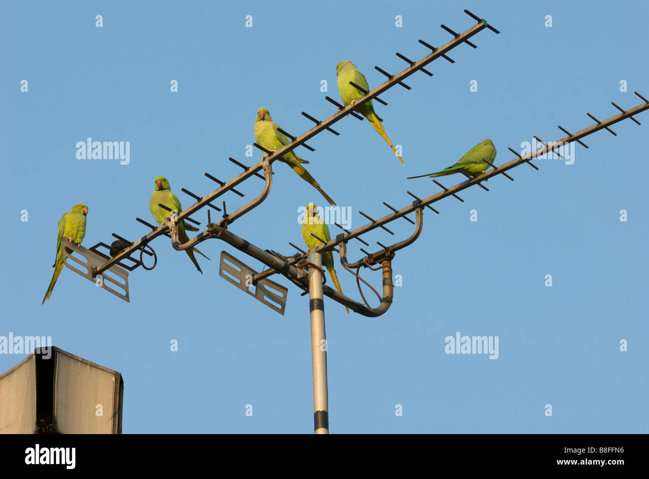 Ariel rose hi-res stock photography and images - Alamy