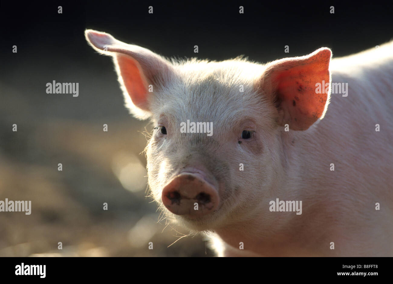 Domestic Pig (Sus scrofa domestica), piglet, portrait Stock Photo