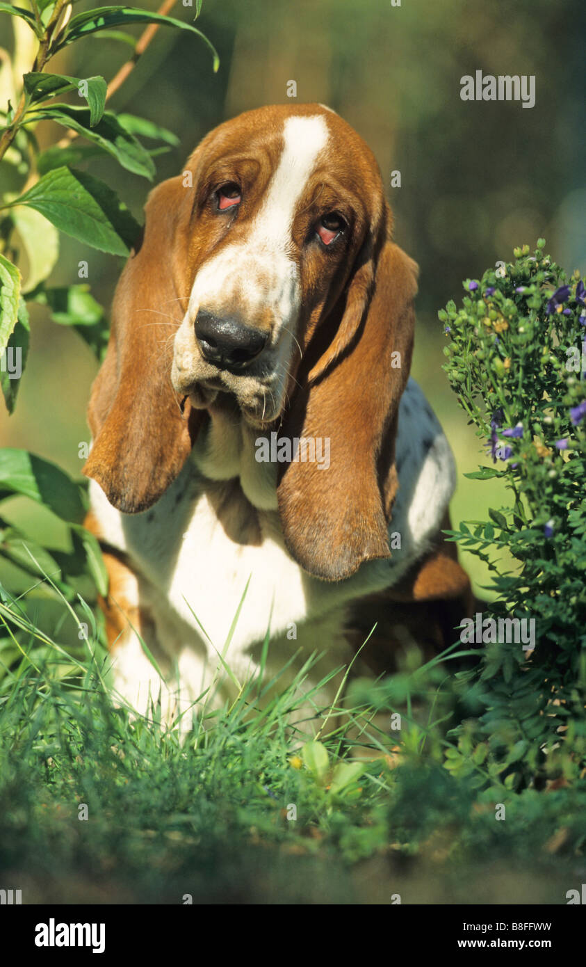 Basset Hound (Canis lupus familiaris), portrait Stock Photo