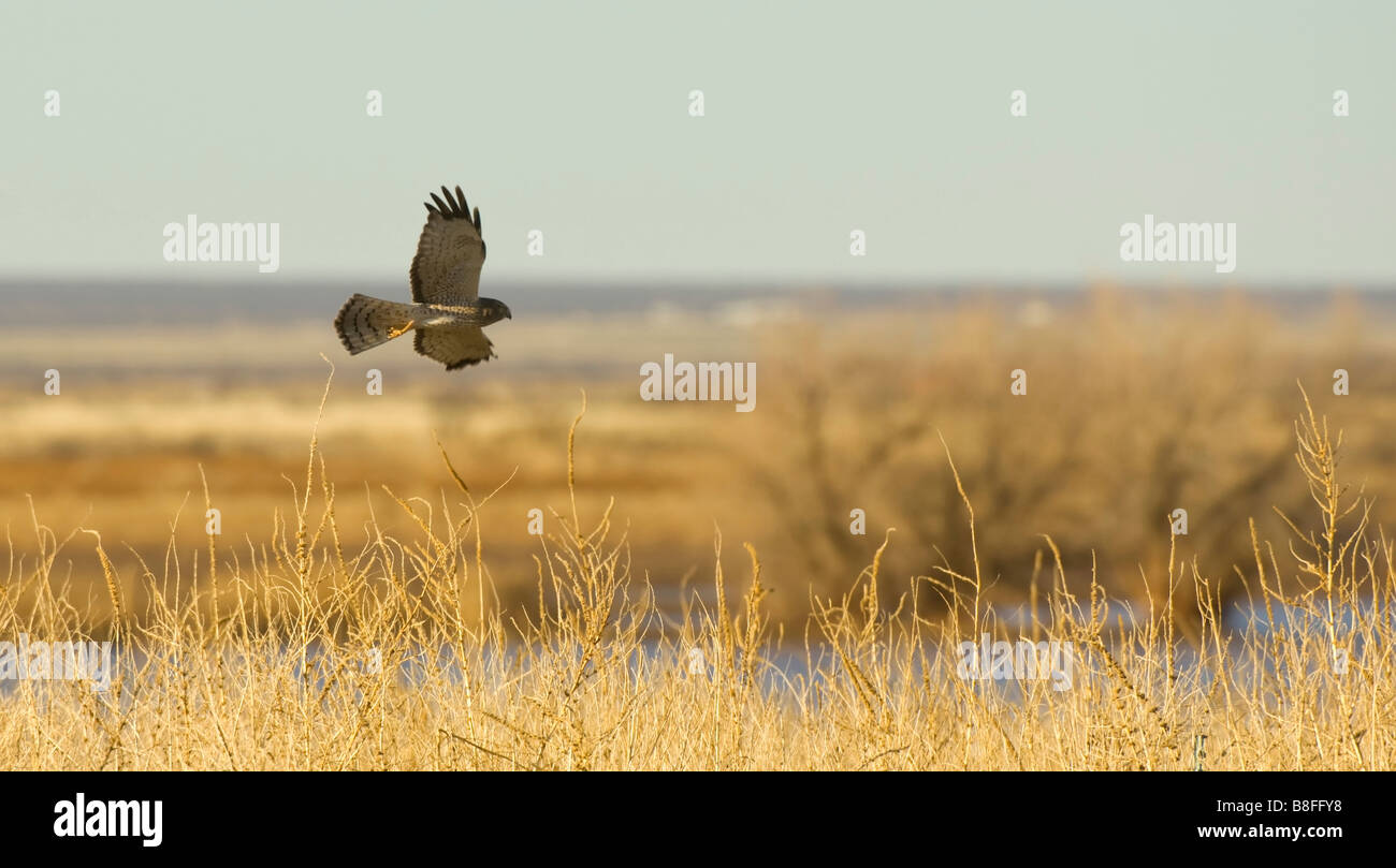 An Arizona Hawk Hunting the Marsh Stock Photo Alamy