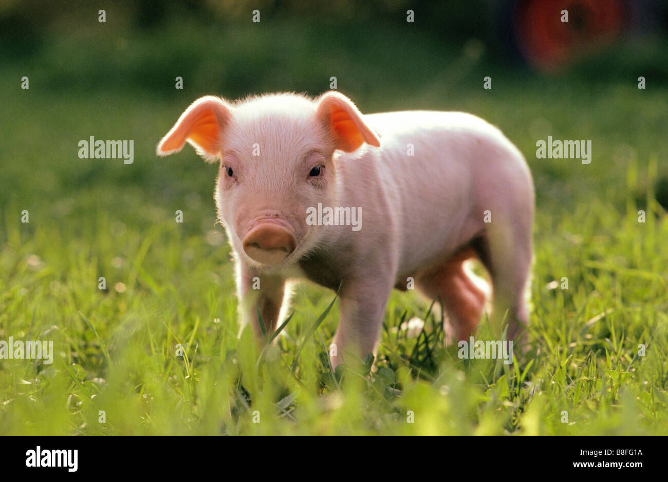 Domestic Pig (Sus scrofa domestica), piglet standing on grass Stock Photo