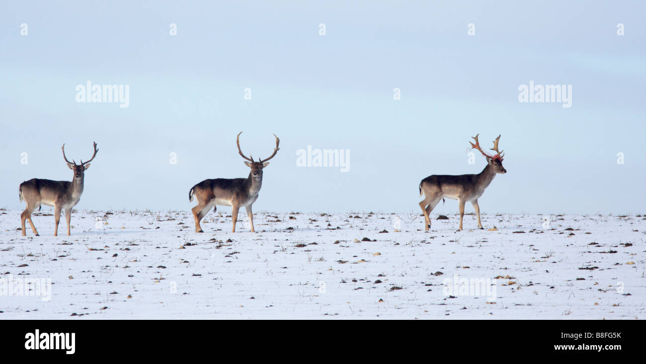 Three  Fallow deer Dama dama Bucks walking across snow covered field Stock Photo