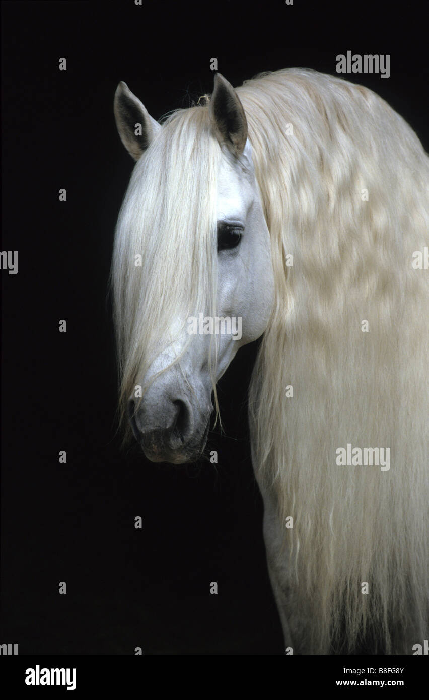 Andalusian Horse (Equus ferus caballus), portrait of stallion Stock Photo