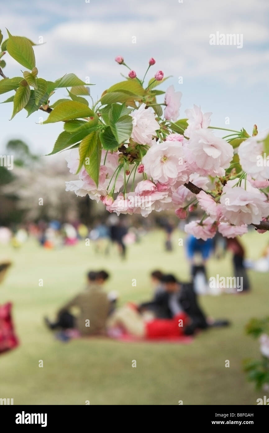 JAPAN TOKYO SHINJUKU GYOEN PARK HANAMI Stock Photo - Alamy