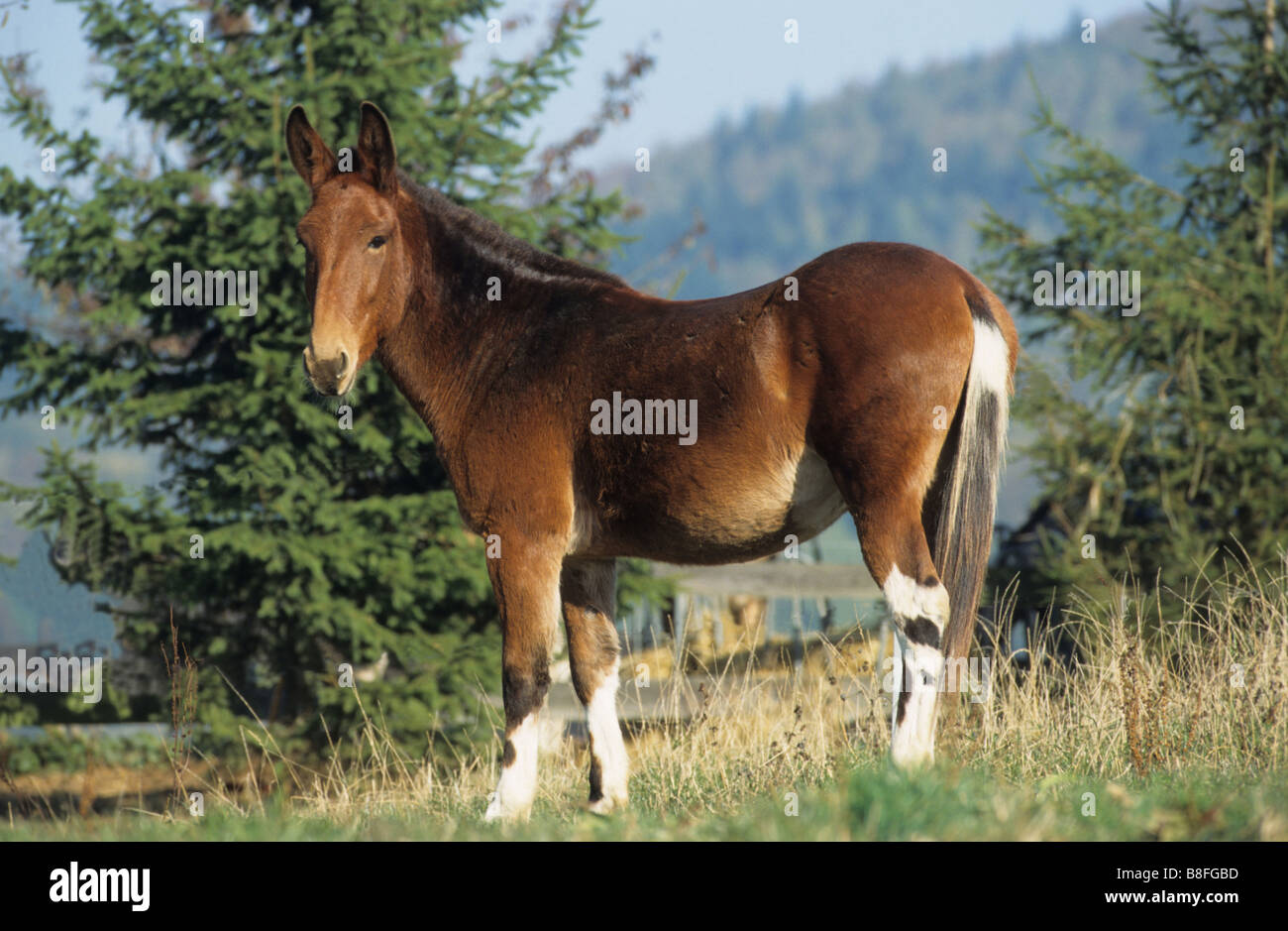 Mule Equus Caballus X Equus Asinus On A Meadow Stock Photo Alamy