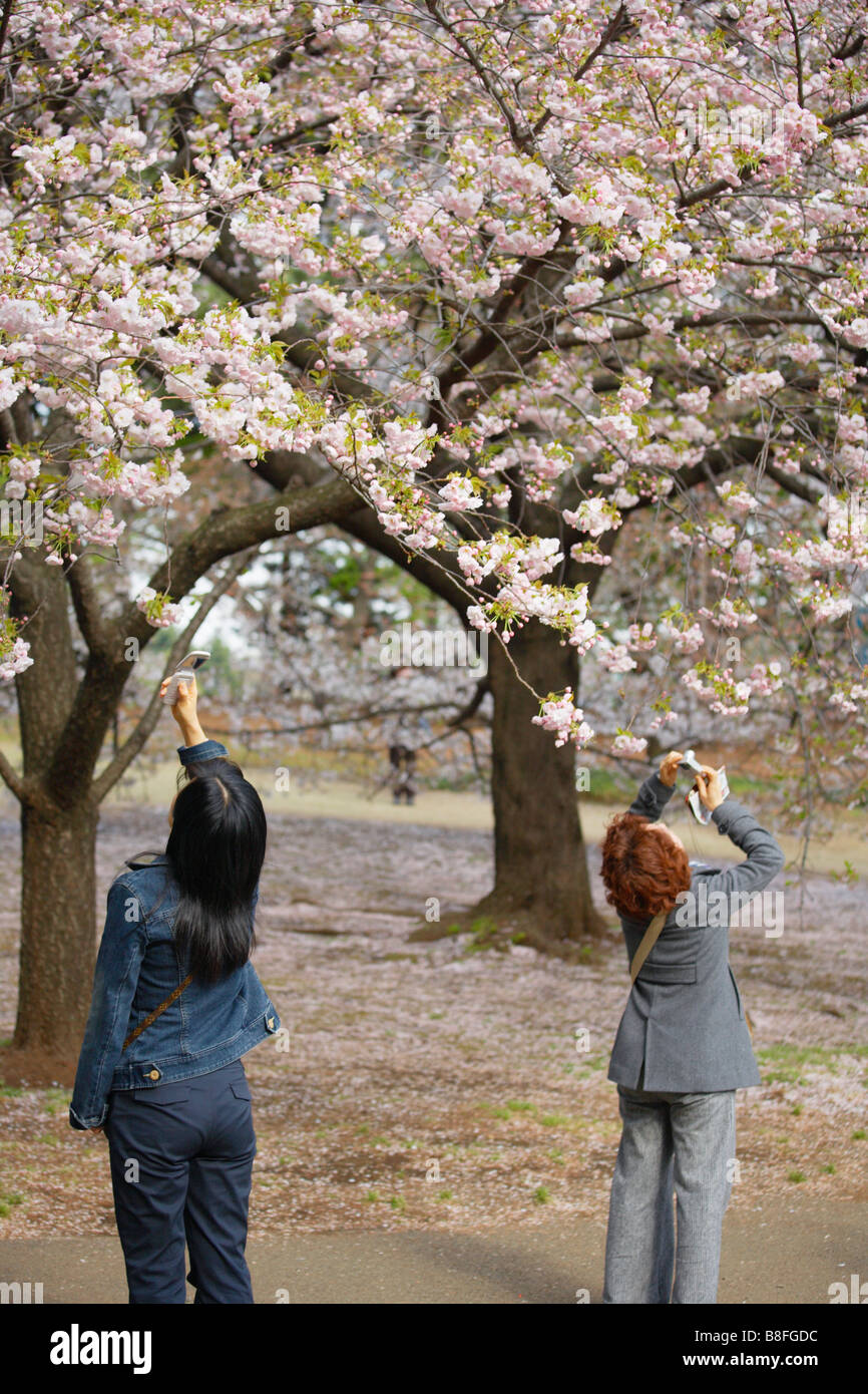JAPAN TOKYO SHINJUKU GYOEN HANAMI PHOTOGRAPH Stock Photo - Alamy