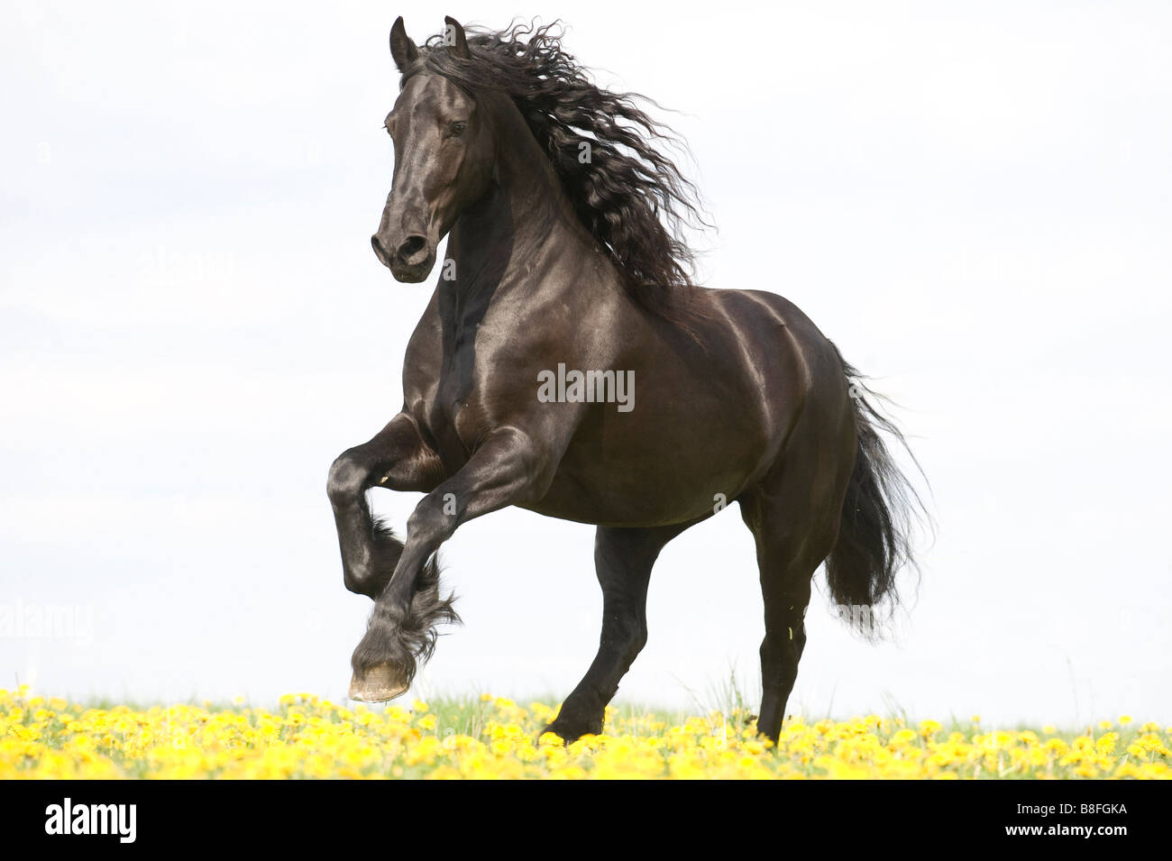 Friesian Horse (Equus ferus caballus), stallion in gallop on a flowering meadow Stock Photo